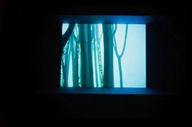 Exhibition: Saskia Olde Wolbers, 2005, slide 21