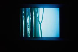 Exhibition: Saskia Olde Wolbers, 2005, slide 10