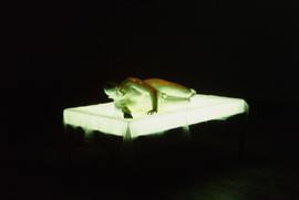 Exhibition: Franko B., 2004, slide 51